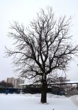 Fraxinus excelsior. Покоящееся дерево. Беларусь, г. Гродно, у автовокзала. 21.12.2018.