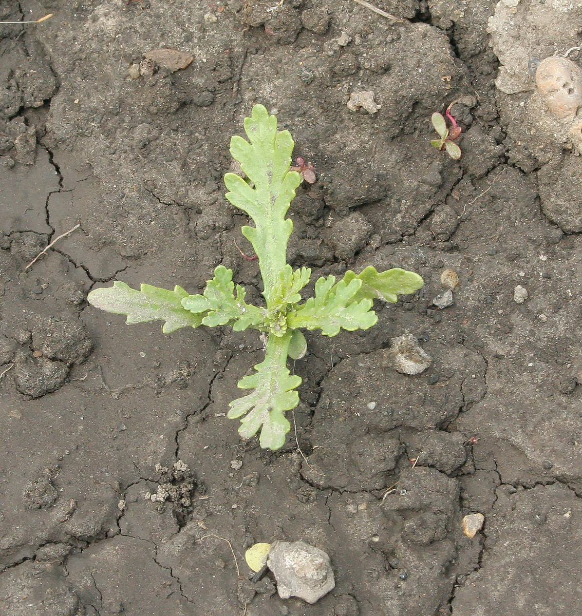 Image of Glebionis coronaria specimen.