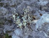 Inula heterolepis. Отплодоносившие растения. Турция, Анталья, Аланья, средневековая крепость, на скале. 21.08.2018.