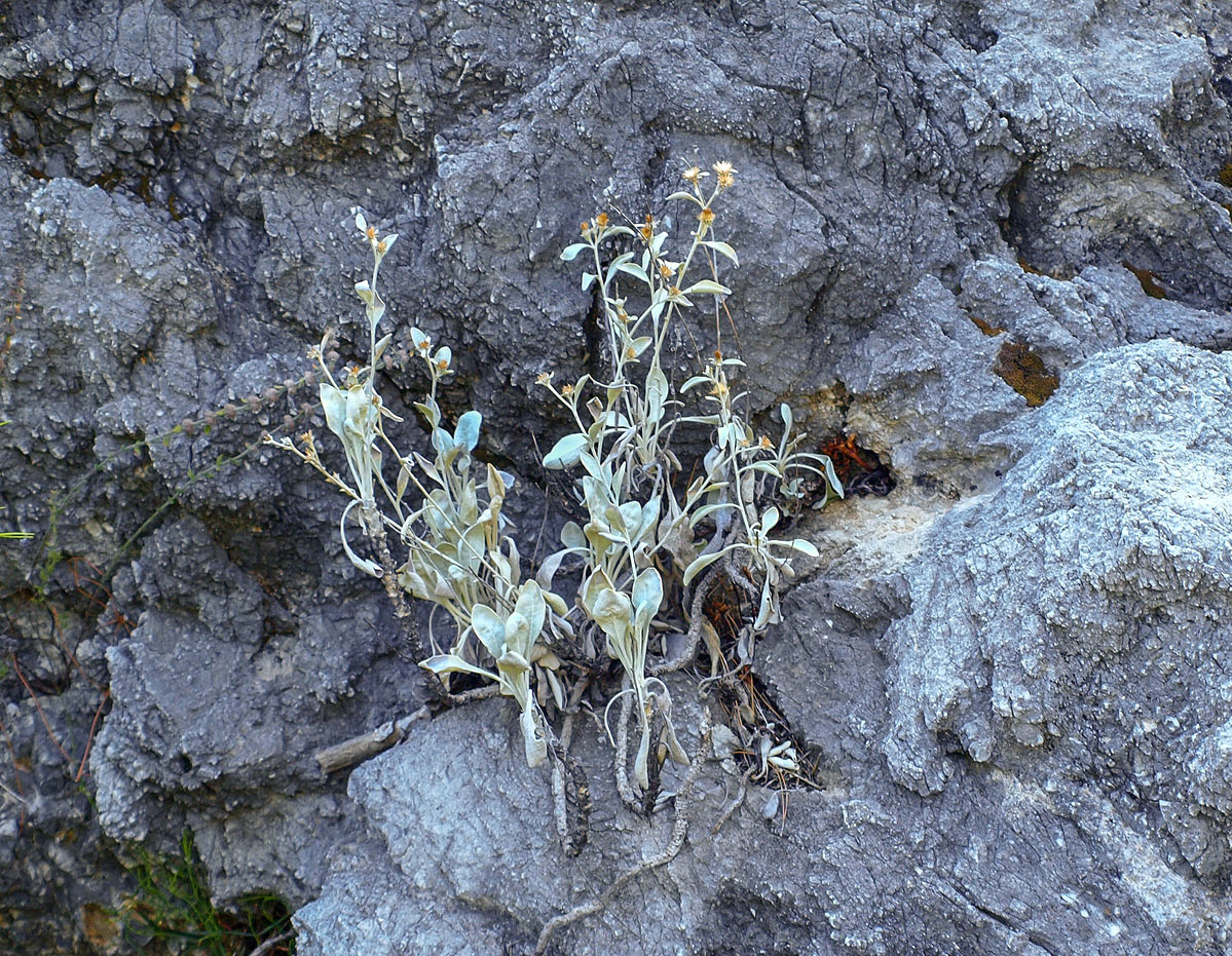 Image of Inula heterolepis specimen.