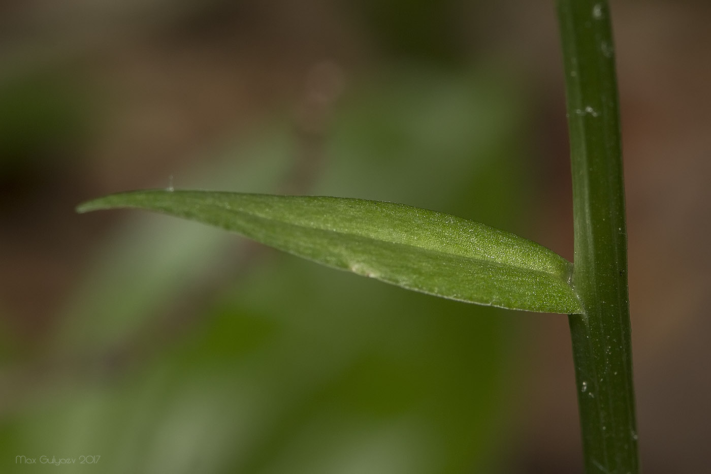 Image of Platanthera chlorantha specimen.