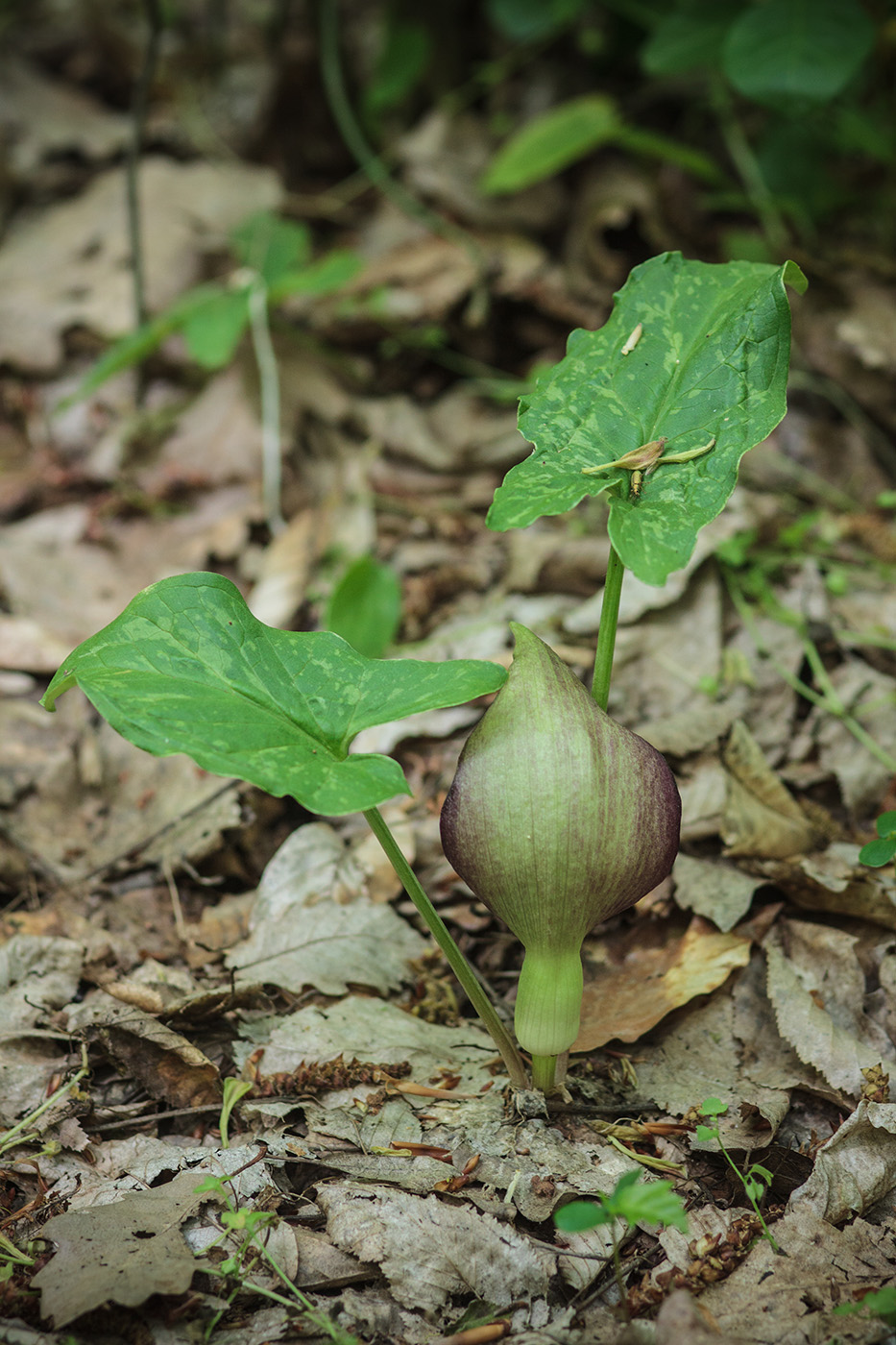 Image of Arum orientale specimen.