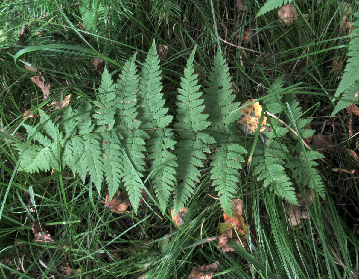 Image of Dryopteris carthusiana specimen.