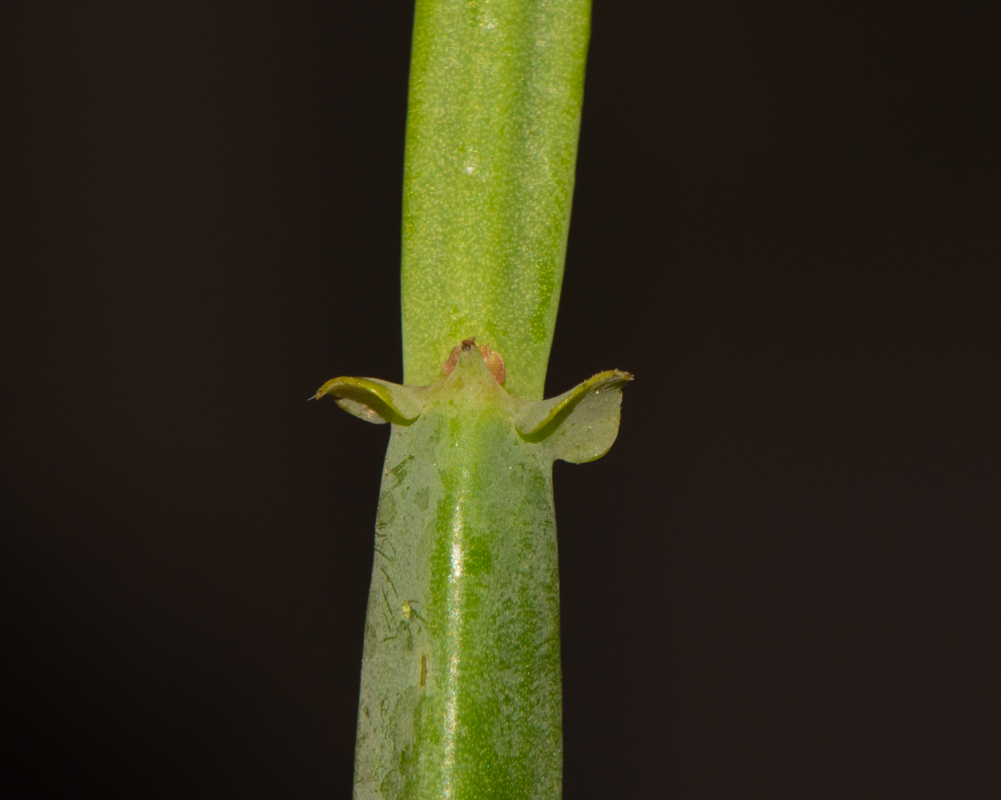 Image of Pelargonium tetragonum specimen.