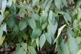 Prinsepia sinensis