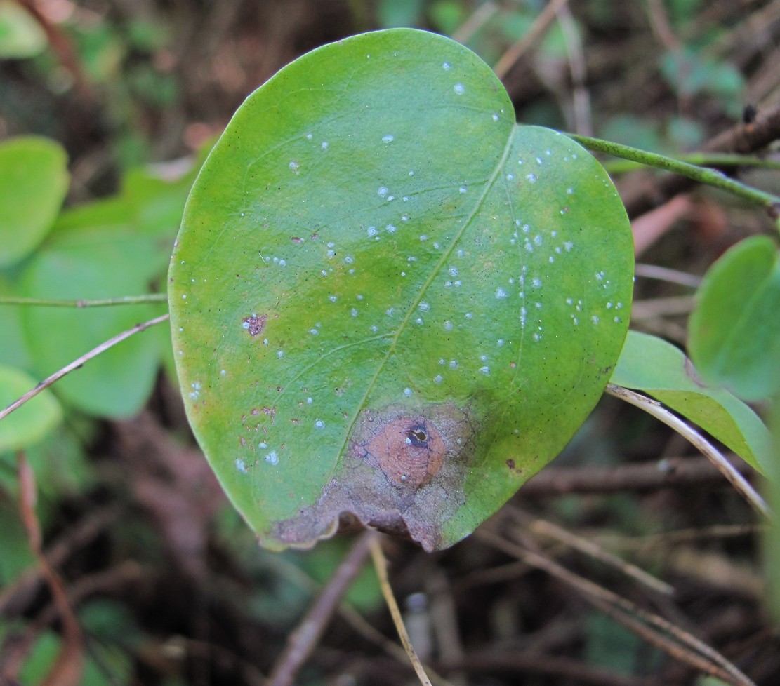 Изображение особи Leptopus colchicus.