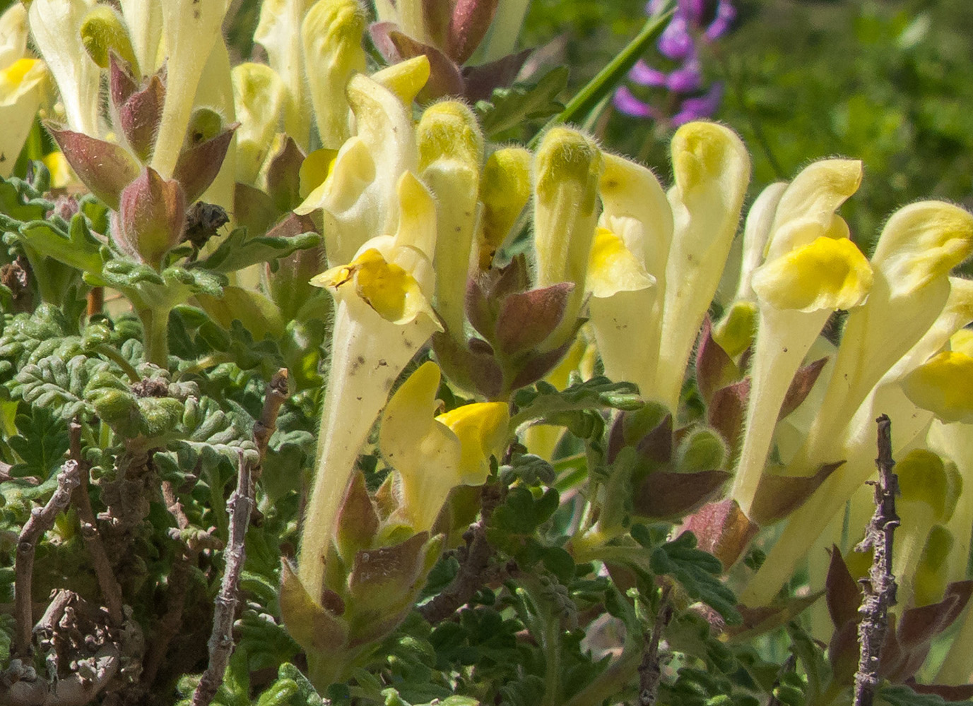 Image of Scutellaria novorossica specimen.