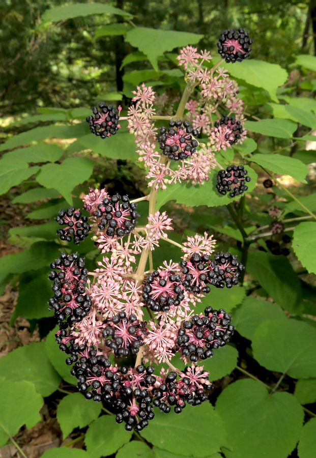 Изображение особи Aralia continentalis.