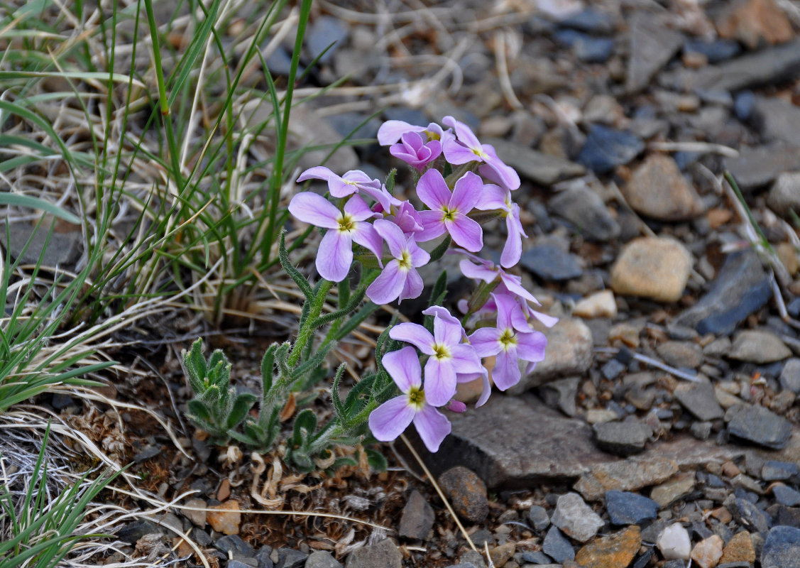 Image of Clausia aprica specimen.