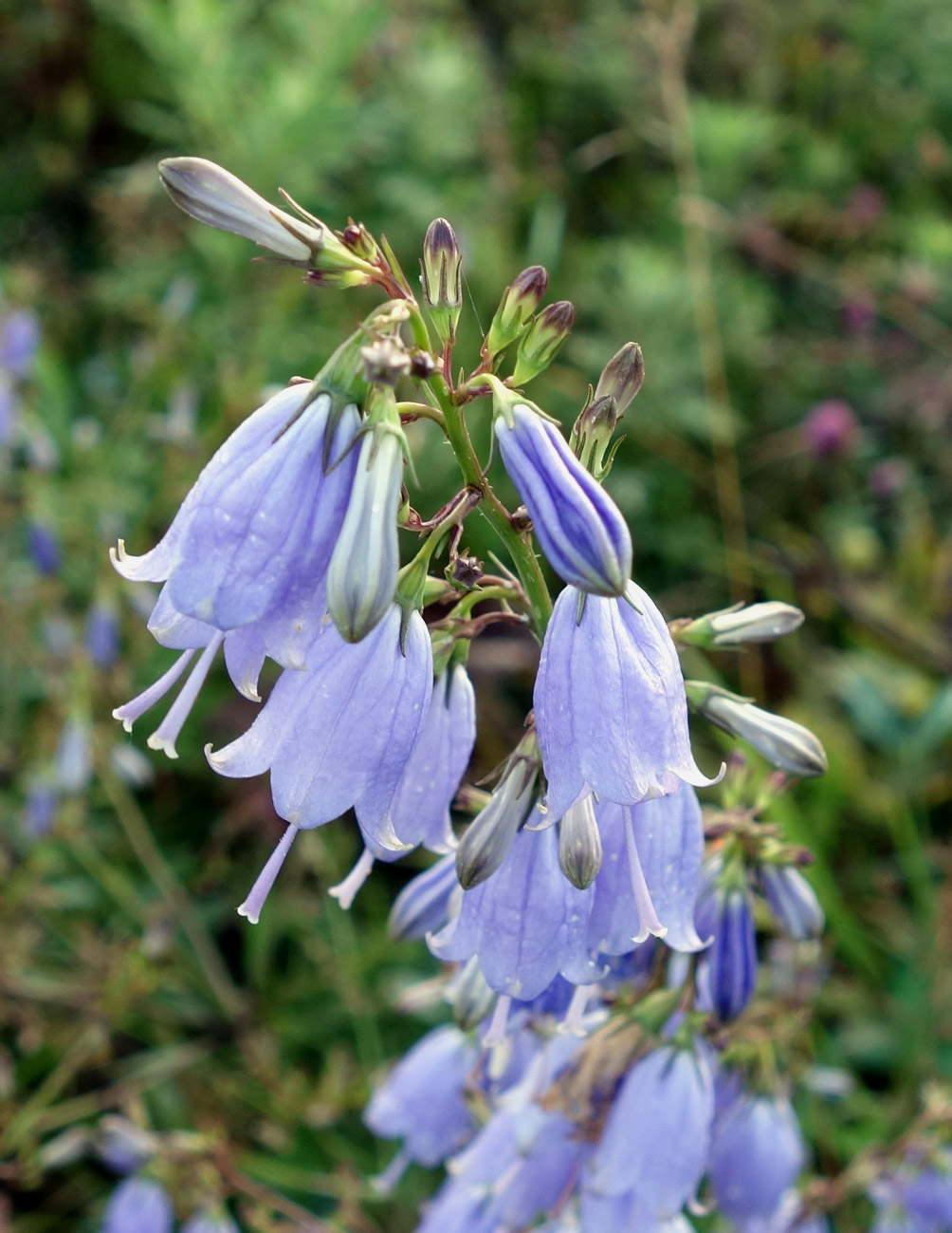 Изображение особи Adenophora triphylla.