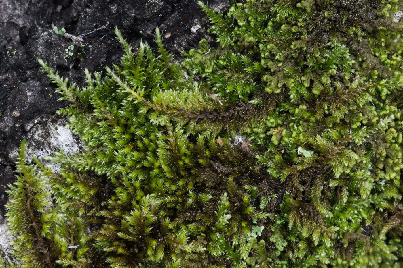 Image of Pylaisia polyantha specimen.