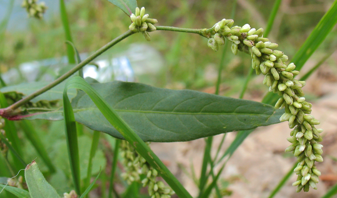 Image of Persicaria lapathifolia specimen.