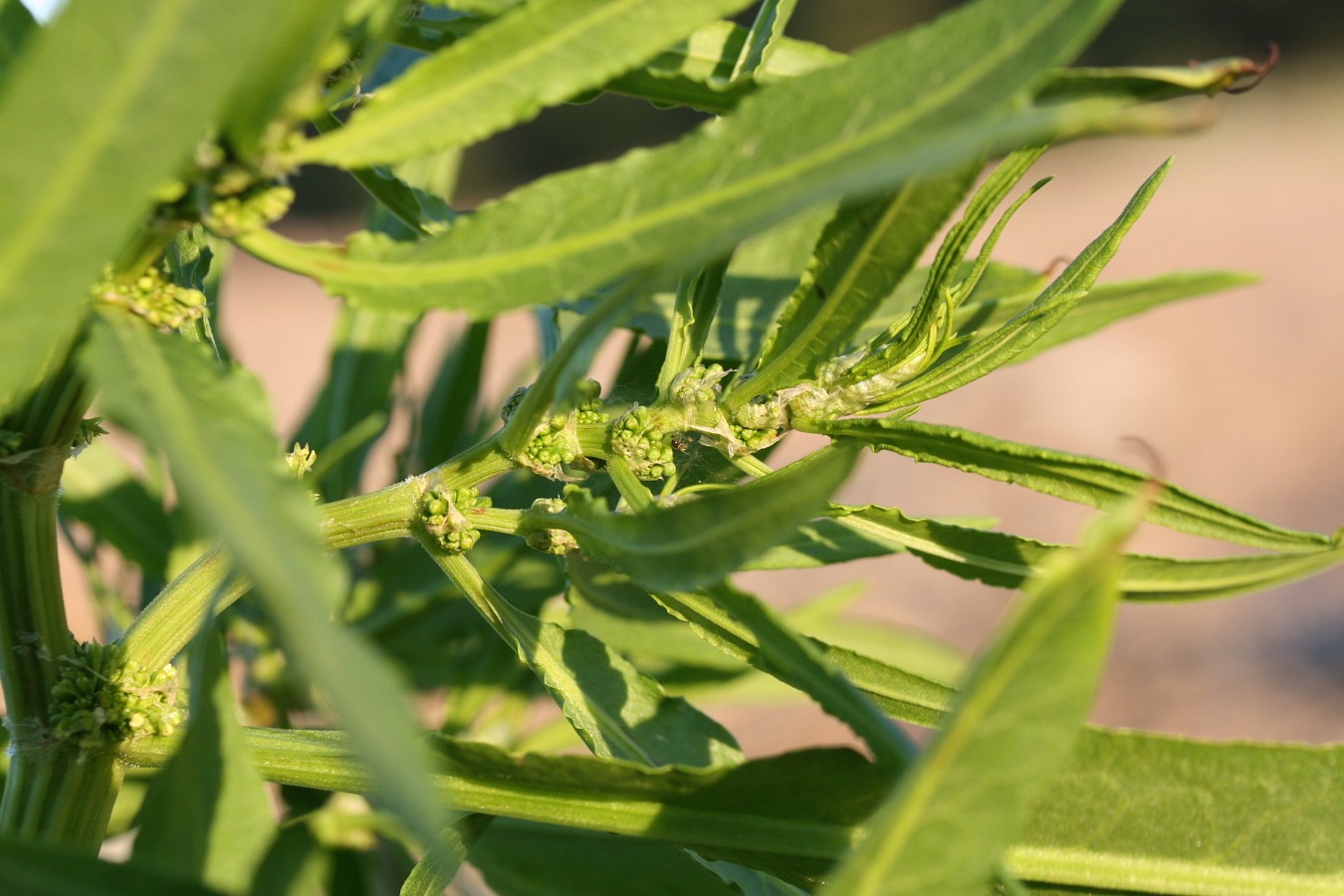 Image of Rumex maritimus specimen.