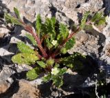 Anchusa aegyptiaca