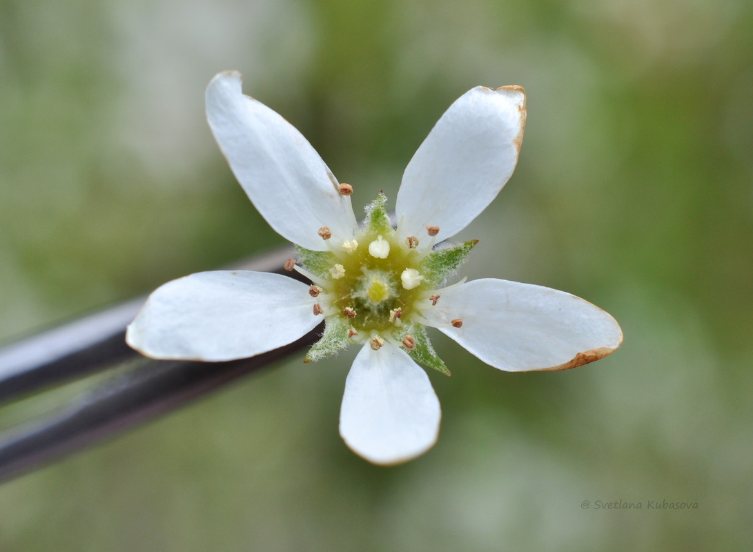 Image of Amelanchier spicata specimen.