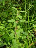 Mentha arvensis