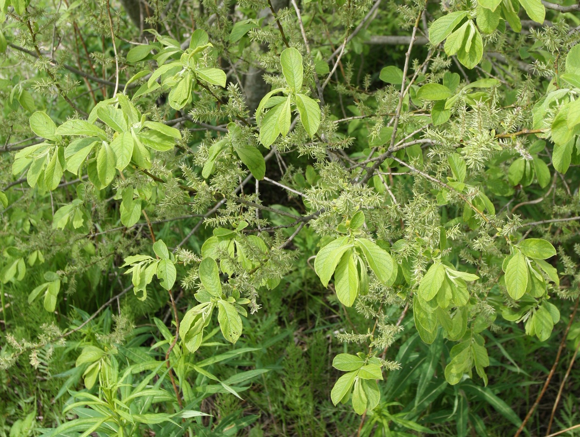 Image of Salix aurita specimen.