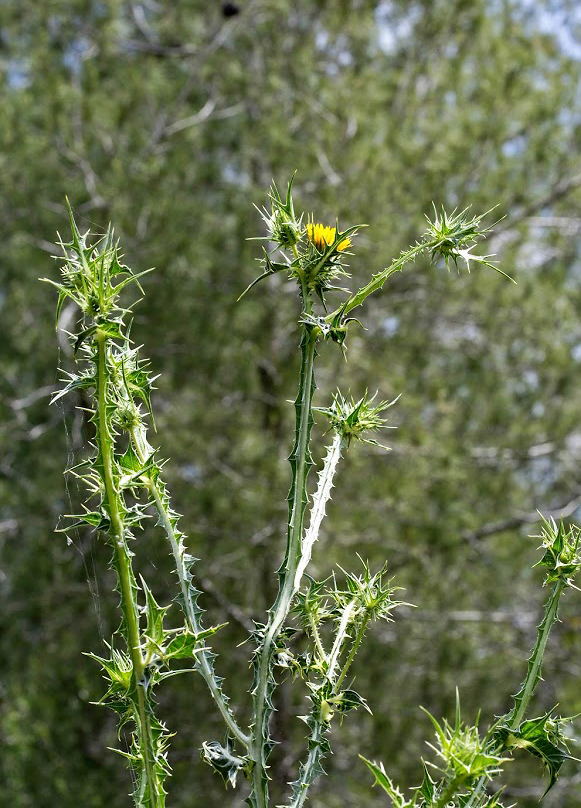 Изображение особи Scolymus maculatus.