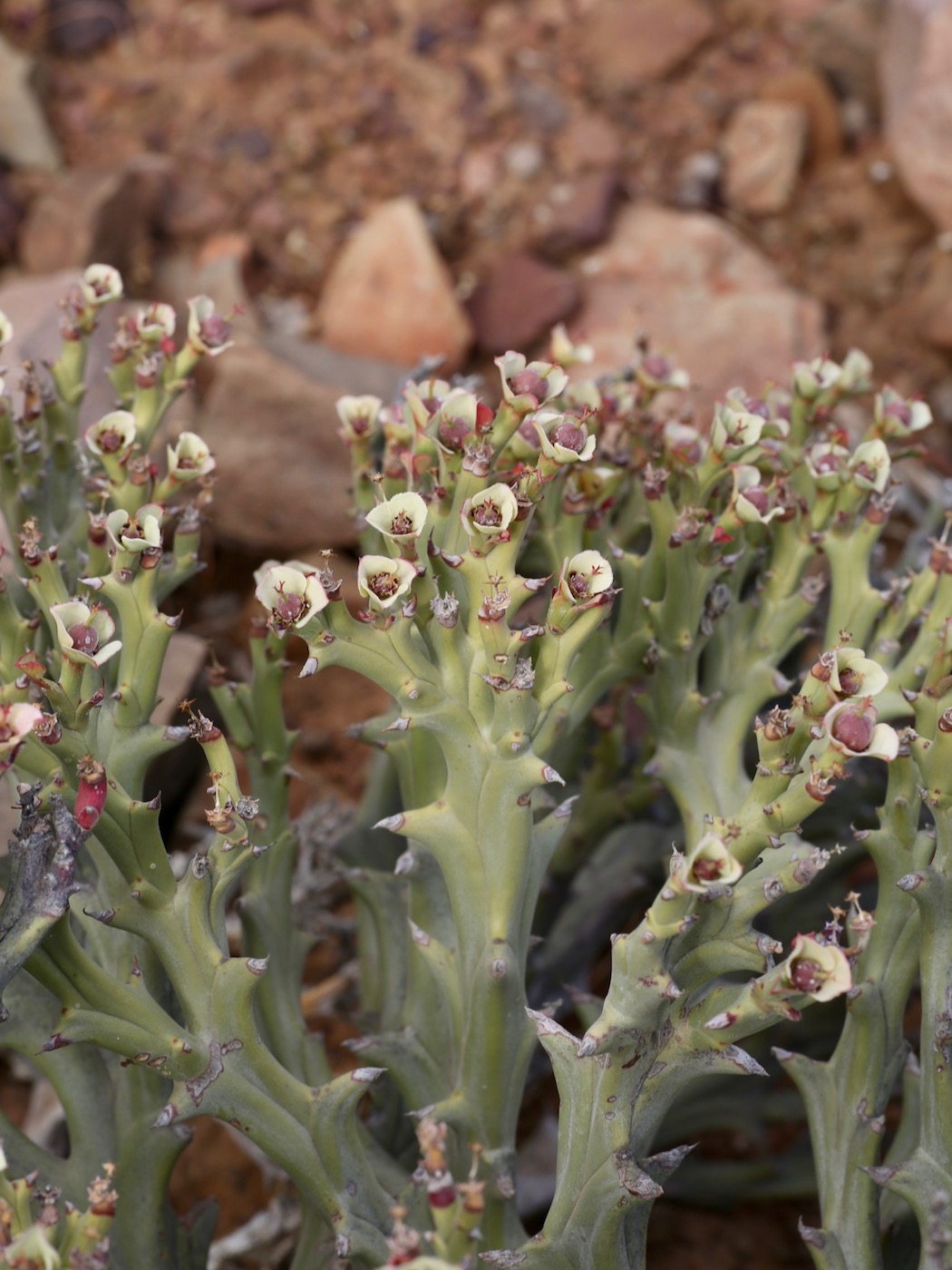 Изображение особи Euphorbia hamata.