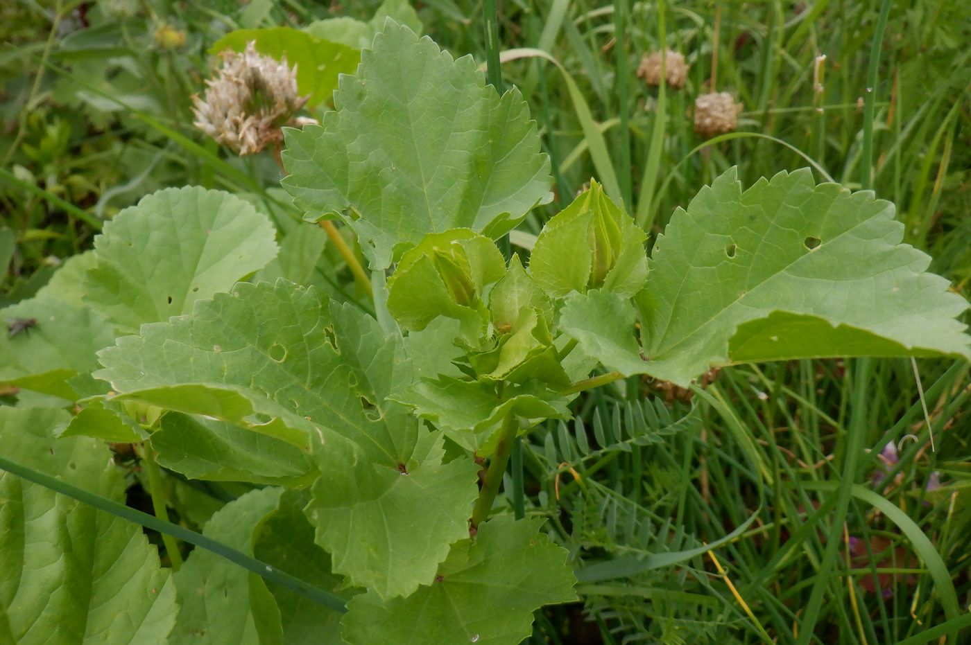 Image of Malope trifida specimen.