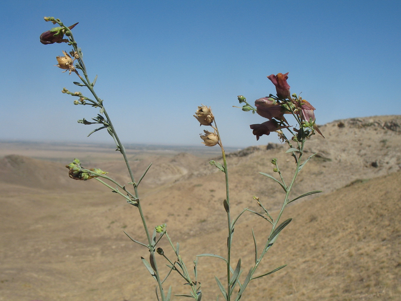 Изображение особи Linaria ramosa.