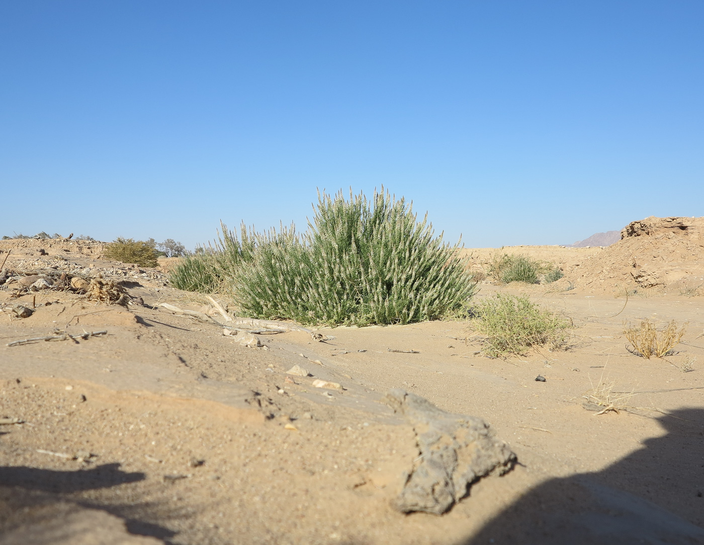 Image of Reseda muricata specimen.