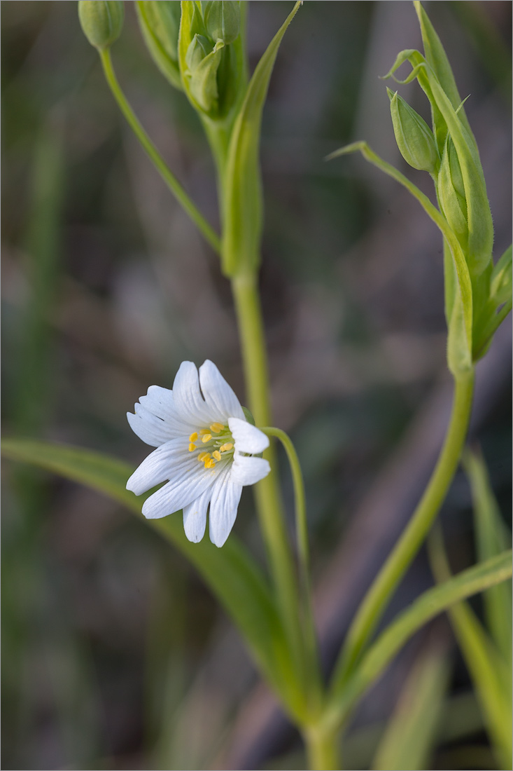 Image of Stellaria holostea specimen.