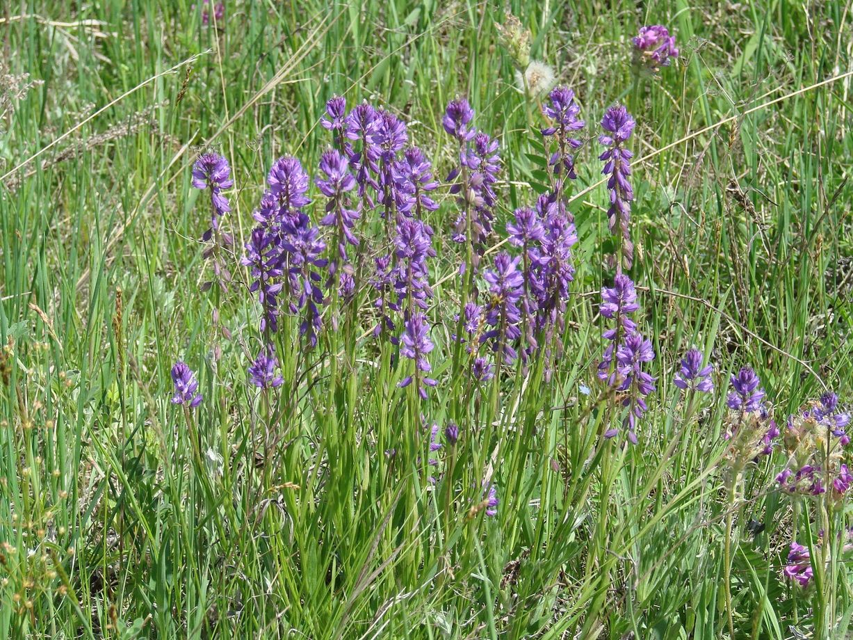 Image of Polygala hybrida specimen.