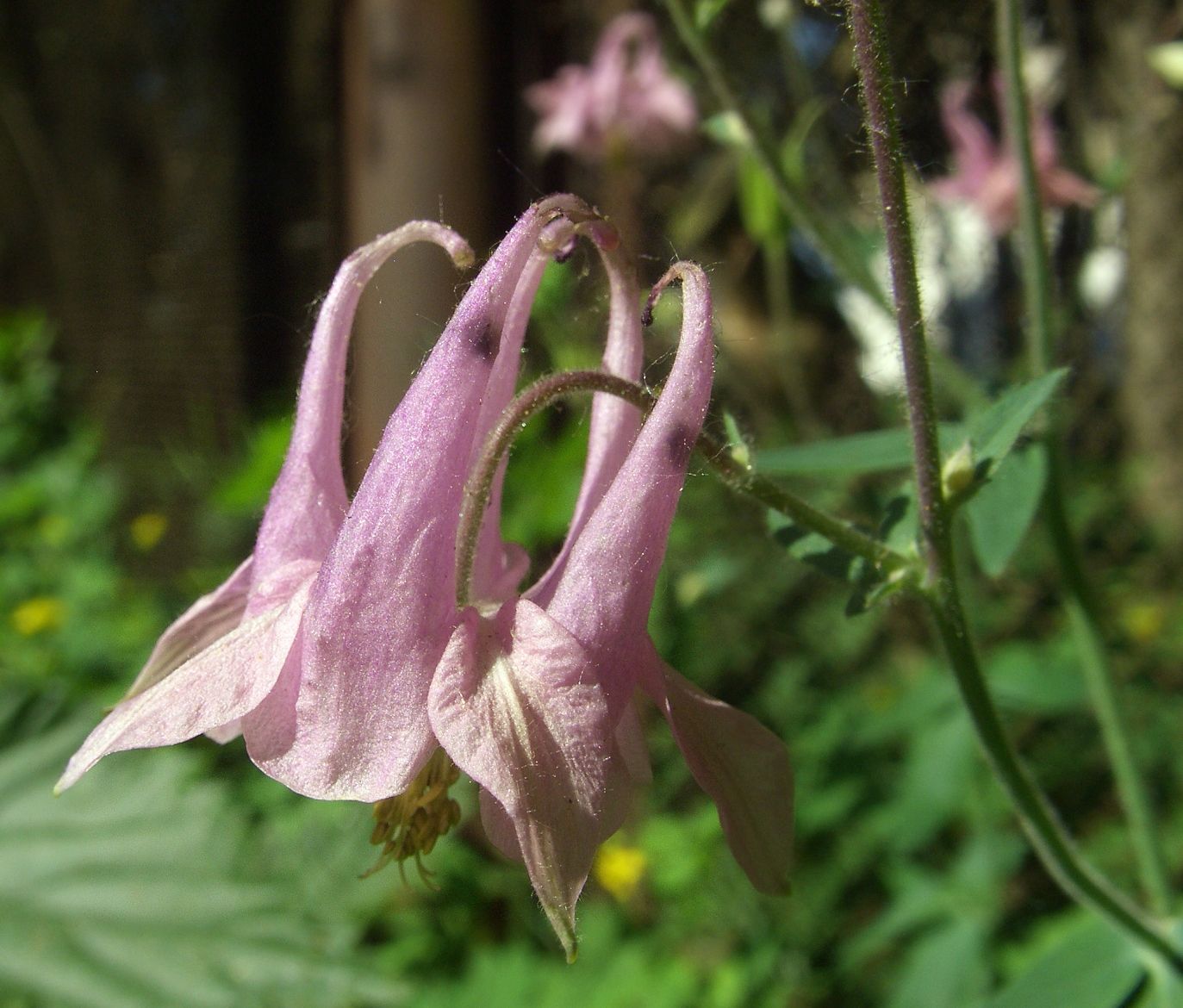 Image of Aquilegia vulgaris specimen.