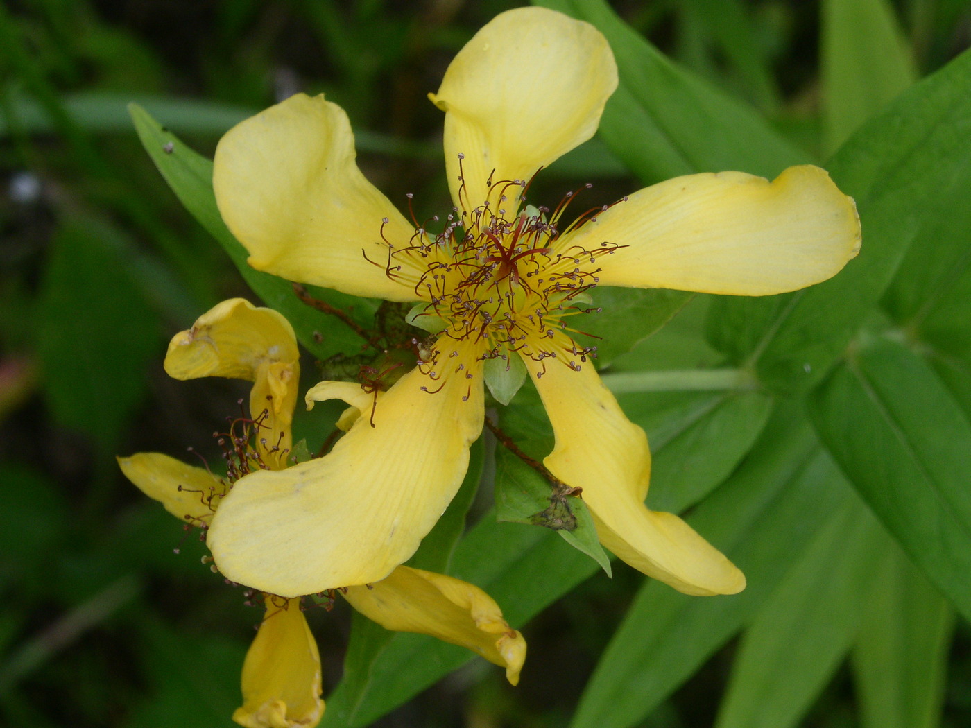 Image of Hypericum ascyron specimen.