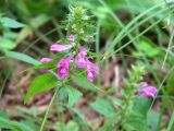 Melampyrum roseum. Соцветие. Приморский край, о-в Попова, разнотравный луг. 16.08.2010.