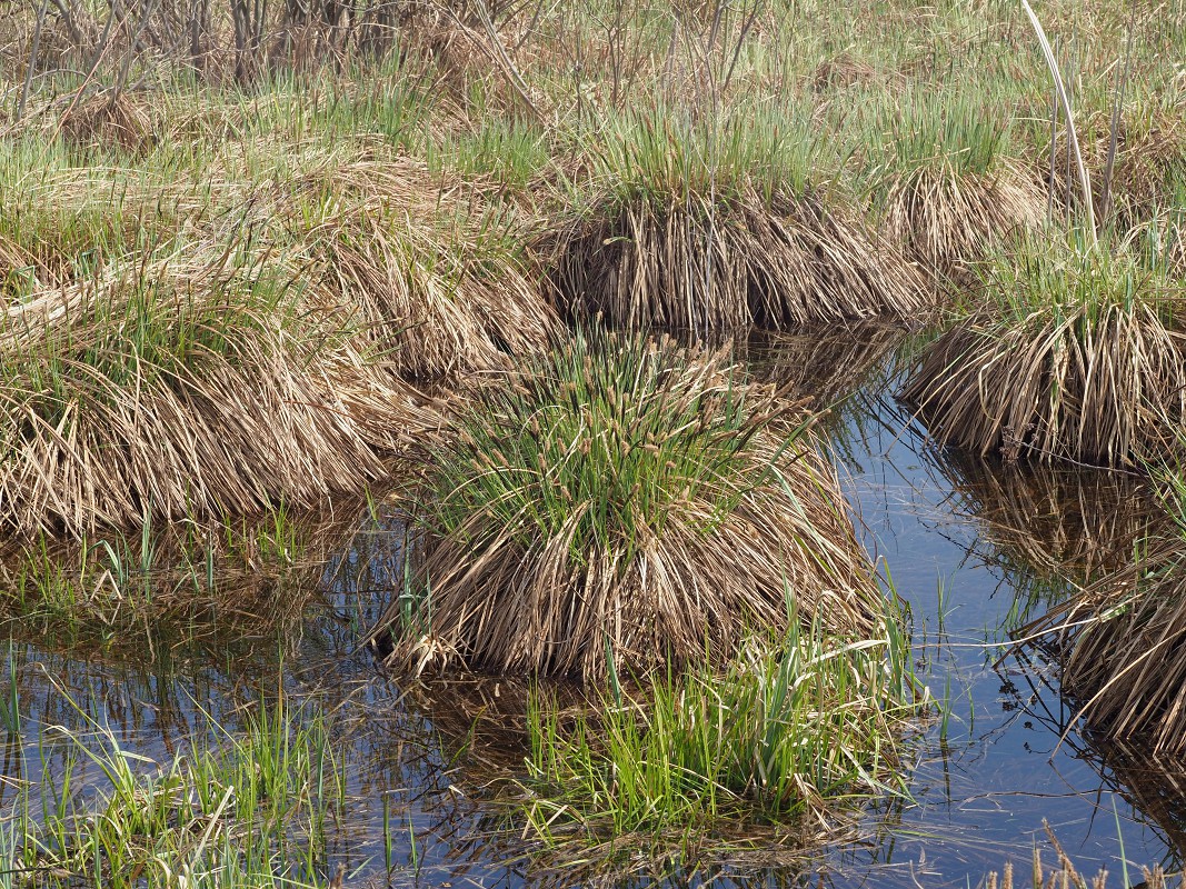 Image of Carex elata specimen.