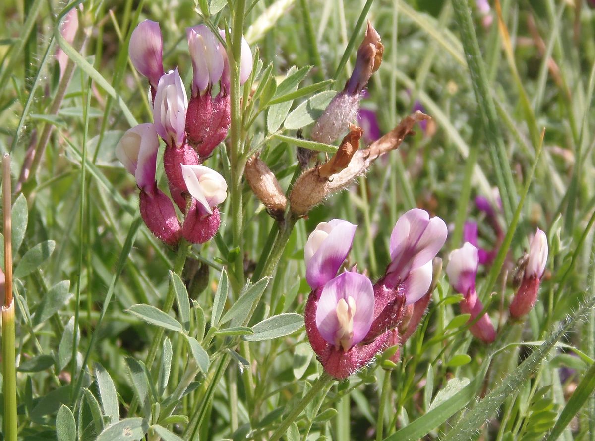 Image of Astragalus vesicarius var. albidus specimen.