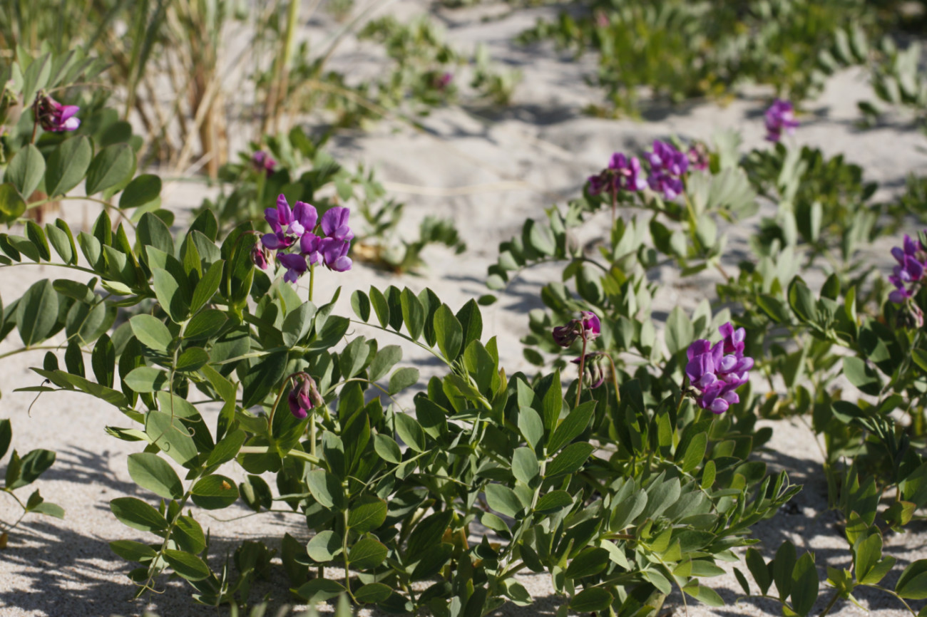 Изображение особи Lathyrus japonicus ssp. maritimus.