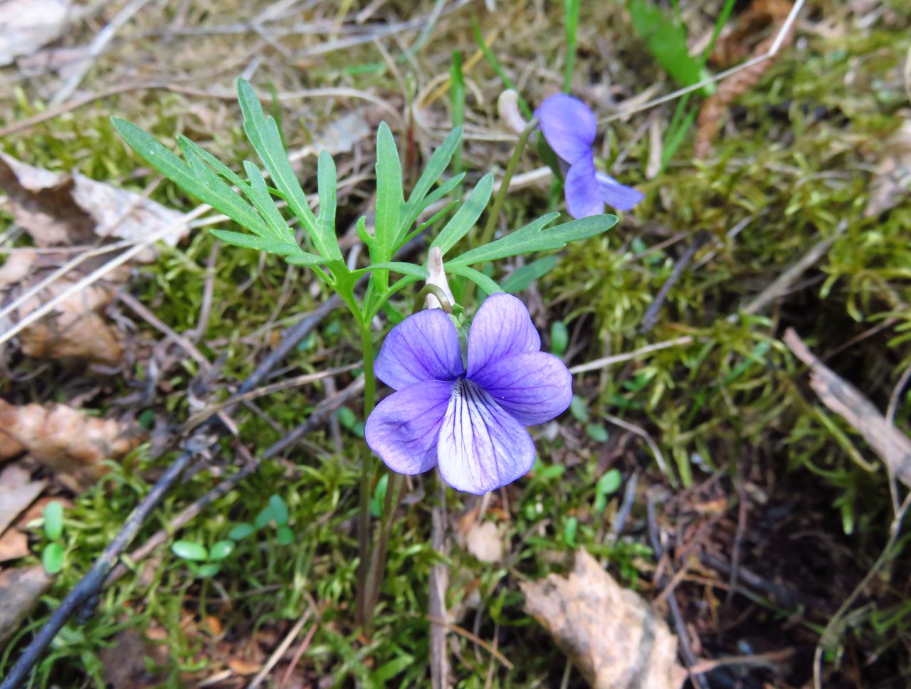 Image of Viola dissecta specimen.