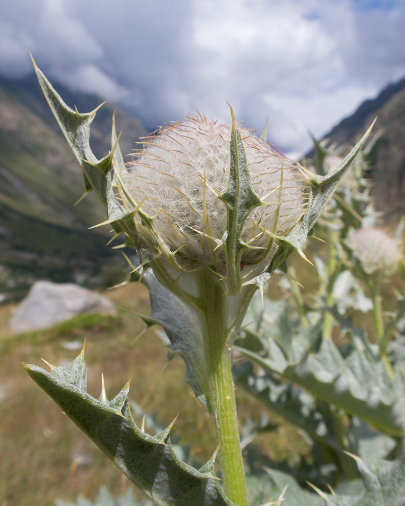 Изображение особи Cirsium balkharicum.