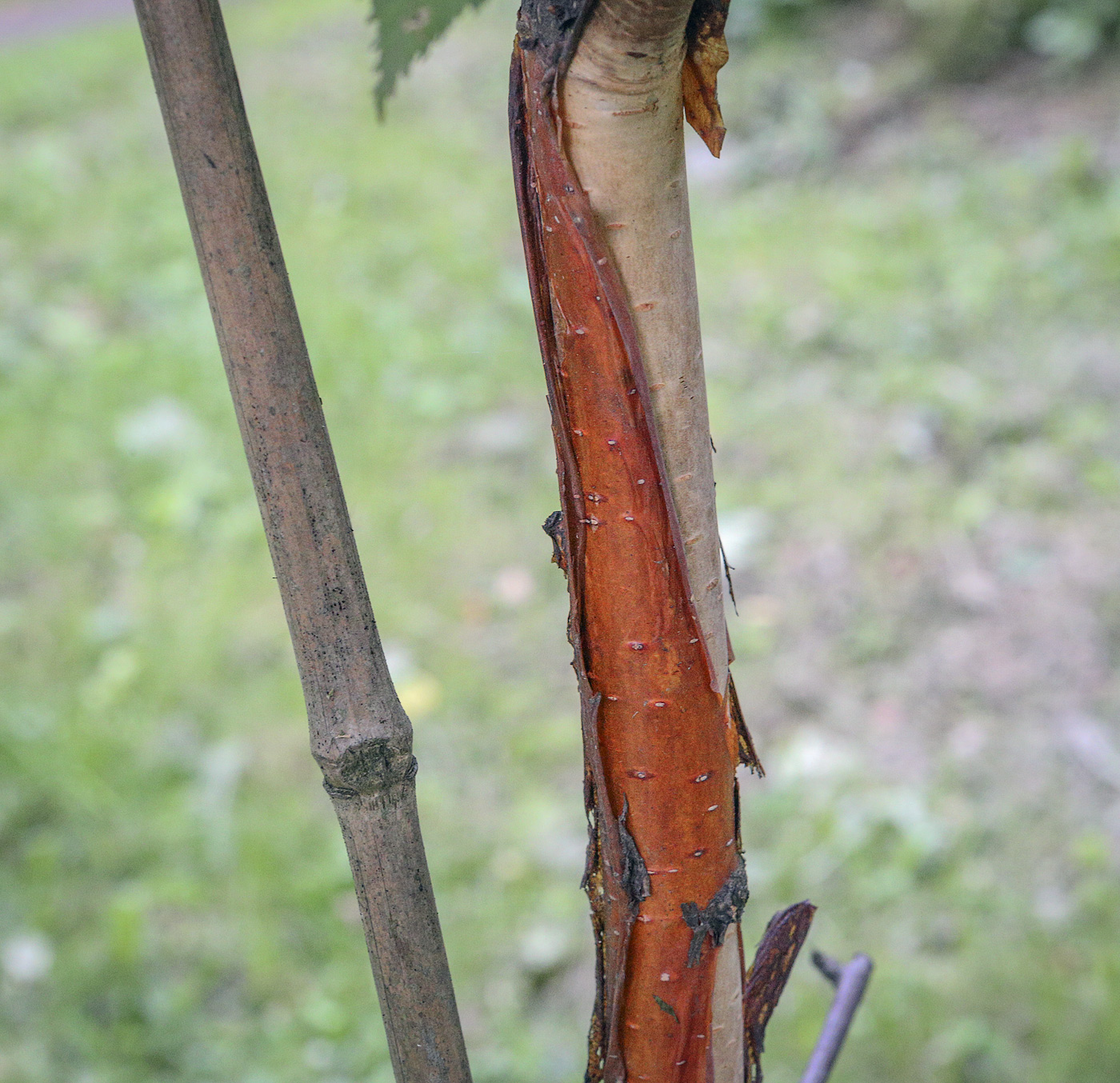 Изображение особи Betula albosinensis.