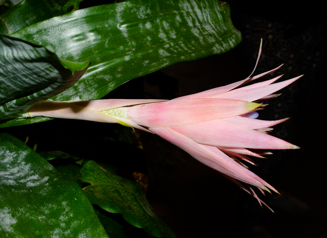 Image of Aechmea fasciata specimen.