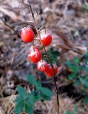 Convallaria majalis