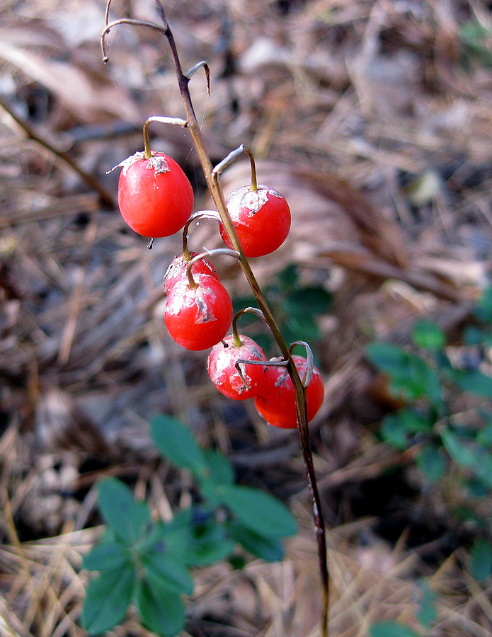 Image of Convallaria majalis specimen.