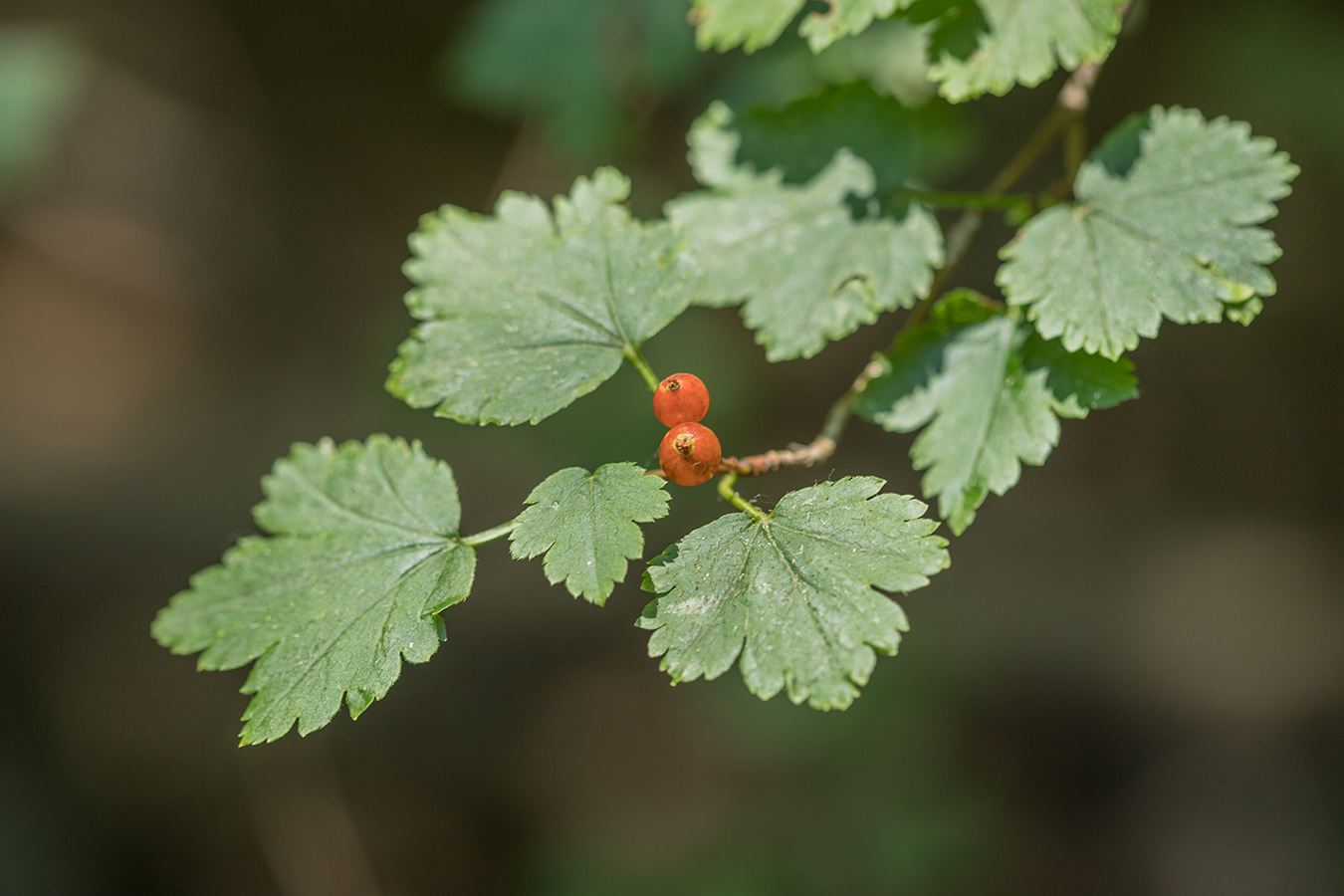 Изображение особи Ribes alpinum.