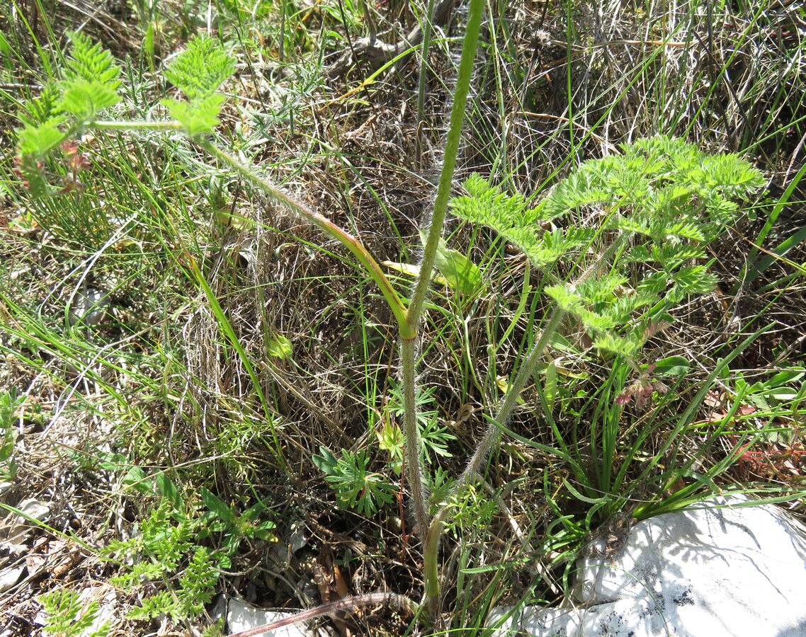 Image of Chaerophyllum coloratum specimen.