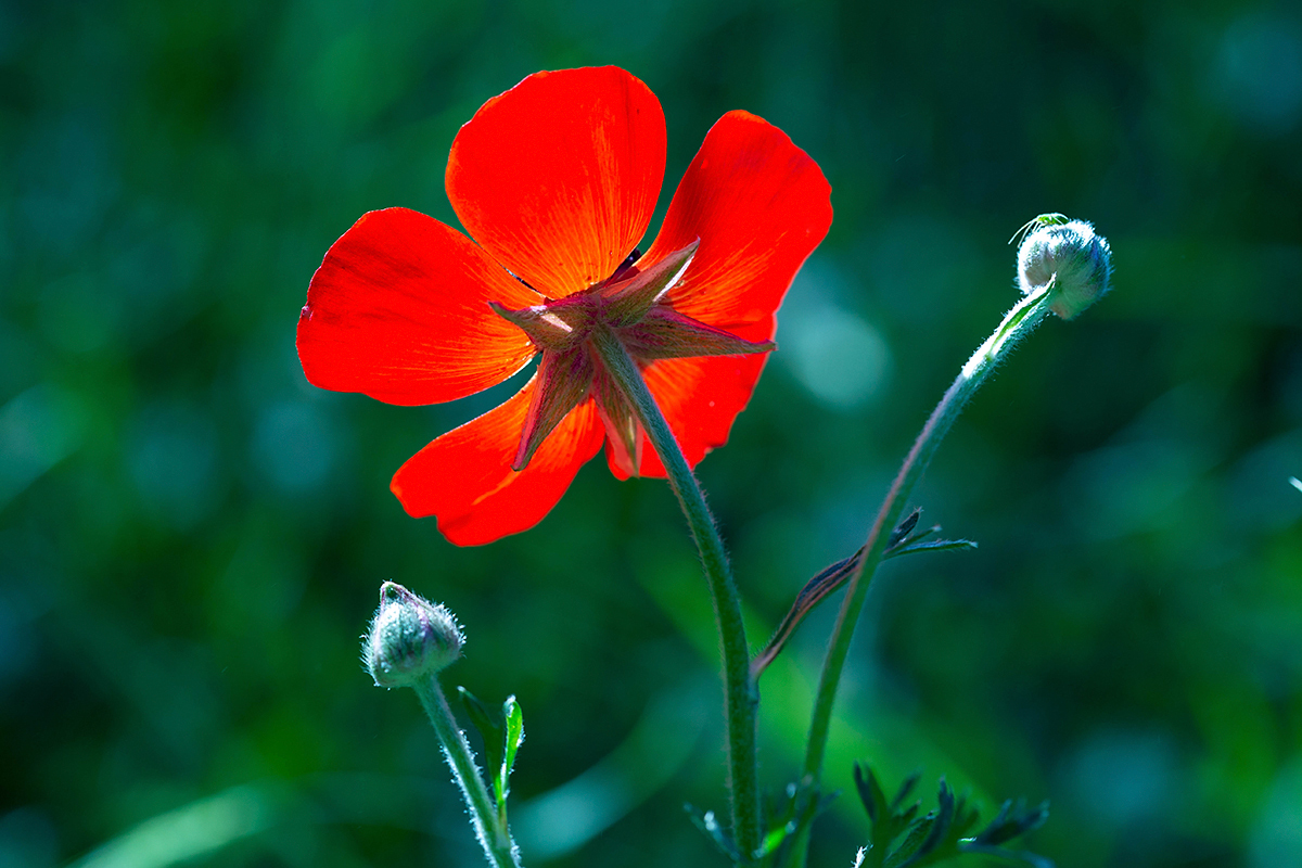 Изображение особи Ranunculus asiaticus.