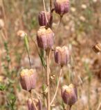 Fritillaria persica