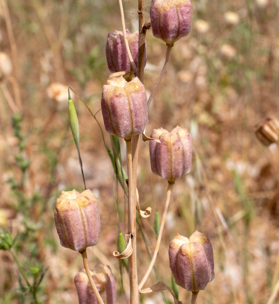 Image of Fritillaria persica specimen.