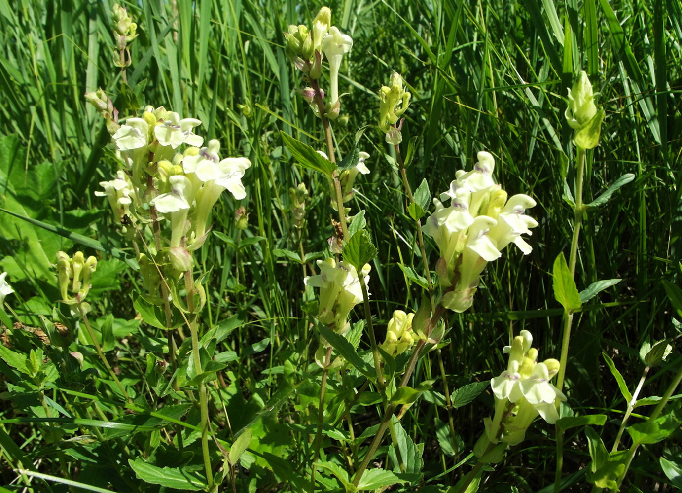 Изображение особи Scutellaria stepposa.