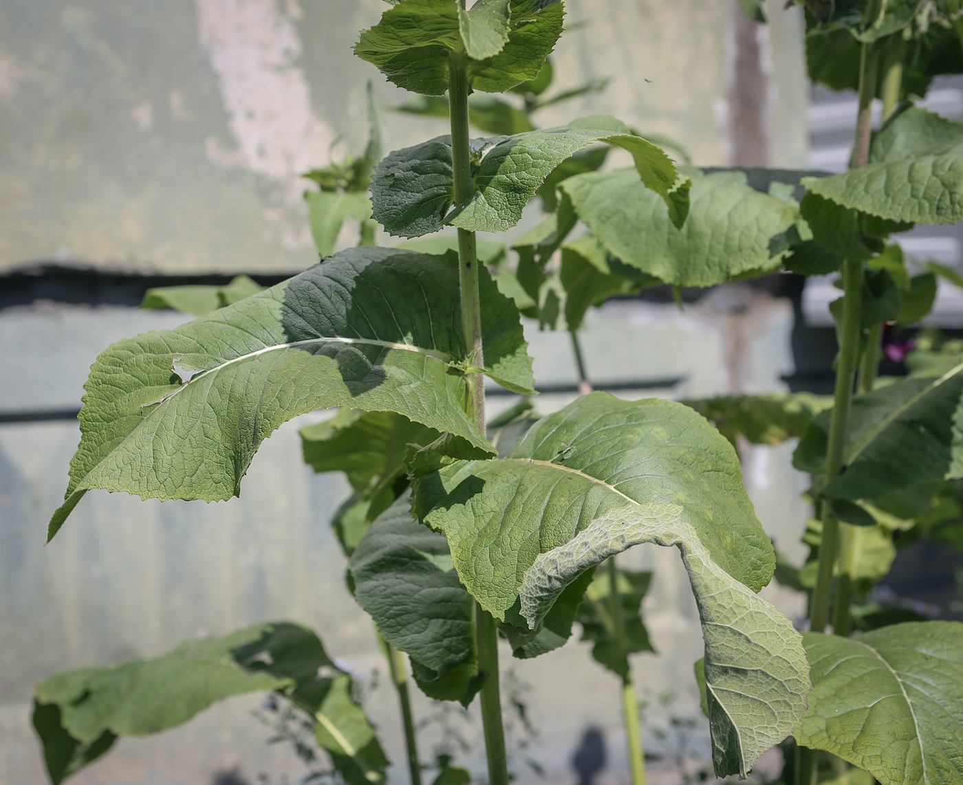 Image of Inula racemosa specimen.