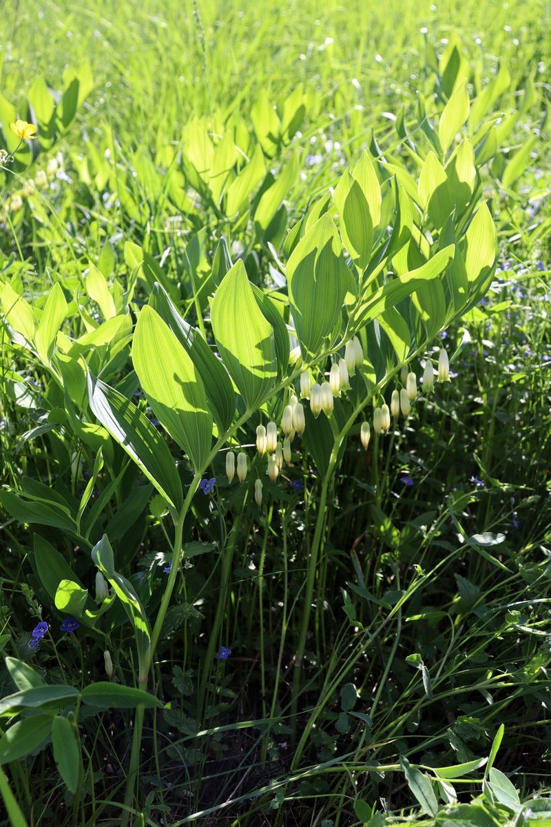 Изображение особи Polygonatum multiflorum.