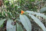 genus Elettaria. Цветущее растение. Малайзия, штат Саравак, округ Мири, национальный парк «Мулу». 12.03.2015.