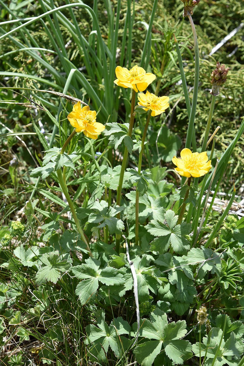 Изображение особи Trollius dschungaricus.